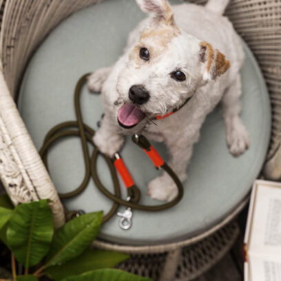 Zugstopphalsband olive orange silber, Hundehalsband aus Tau, Hundezubehör individuell nach Maß handgemacht in Österreic